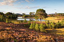 Heath and regenerating Scots pine (Pinus sylvestris) forest around Loch a Garbh-Choire, in evening light. Abernethy National Nature Reserve, Cairngorms National Park, Scotland, UK.