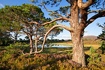Scots pine (Pinus sylvestris) trees beside Loch a Garbh-Choire. Abernethy National Nature Reserve, Cairngorms National Park, Scotland, UK.