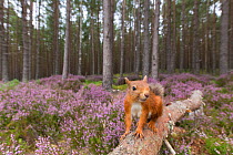 Red squirrel (Sciurus vulgaris) amongst Ling (Calluna vulgaris) at edge of Pine forest. Glenfeshie, Cairngorms National Park, Scotland, UK.