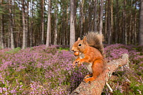Red squirrel (Sciurus vulgaris) with Acorn in mouth, at edge of Pine forest. Ling (Calluna vulgaris) in background. Glenfeshie, Cairngorms National Park, Scotland, UK.