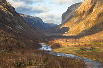 Woodland regeneration in Fidjadalen valley, Southwest Norway. .
