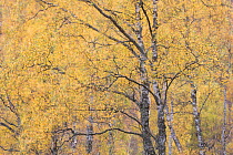 Birch (Betula sp) woodland in autumn. Glen Strathfarrar, Highlands, Scotland, UK. October.