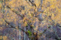 Autumnal Birch (Betula sp) woodland, abstract. Craigellachie National Nature Reserve, Scotland, UK. October.