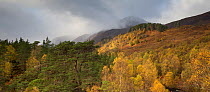 Regenerating native woodland under stormy sky. Glen Affric National Nature Reserve, Highlands, Scotland, UK.