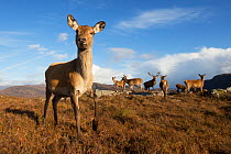 Red deer (Cervus elaphus) hind with herd in background. Lochcarron, Highlands, Scotland, UK.