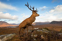 Red deer (Cervus elaphus) stag in upland landscape. Lochcarron, Highlands, Scotland, UK.