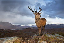 Red deer (Cervus elaphus) stag in upland landscape. Lochcarron, Highlands, Scotland, UK.