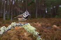 Crested tit (Parus cristatus) perched on lichen covered twig at edge of pine forest. Glenfeshie, Cairngorms National Park, Scotland, UK.