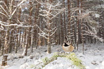 Crested tit (Parus cristatus) perched on lichen covered twig in snowy Pine (Pinus sp) forest. Glenfeshie, Cairngorms National Park, Scotland, UK.