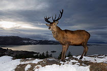 Red deer (Cervus elaphus) stag with Loch Carron and hills in background. Highlands, Scotland, UK. December