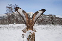 Common buzzard (Buteo buteo) landing on post in snow. Glenfeshie, Cairngorms National Park, Scotland, UK. December