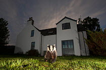 European badger (Meles meles) in front of house at night, Glenfeshie, Cairngorms National Park, Scotland, UK.