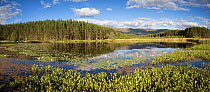 Bogbean (Menyanthes trifoliata) and White waterlily (Nymphaea alba) on lochan with forests and hills beyond. Uath Lochans, Glenfeshie, Cairngorms National Park, Scotland, UK. July.