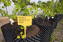 Aspen (Populus tremula) saplings to be used in Caledonian Pine Forest habitat restoration. Trees for Life nursery, Dundreggan Conservation Estate, Dumfries and Galloway, Scotland, UK.