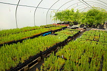 Saplings including Scots Pine (Pinus sylvestris) growing in polytunnel, to be used in Caledonian Pine Forest habitat restoration. Trees for Life nursery, Dundreggan Conservation Estate, Dumfries and G...