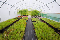 Saplings including Scots Pine (Pinus sylvestris) to be used in Caledonian Pine Forest habitat restoration. Growing in polytunnel, Trees for Life nursery, Dundreggan Conservation Estate, Dumfries and G...