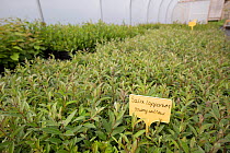 Downy willow (Salix lapponum) saplings to be used in habitat restoration. Trees for Life nursery, Dundreggan Conservation Estate, Dumfries and Galloway, Scotland, UK.