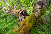 Deadwood decaying in ancient Ash (Fraxinus excelsior) woodland. Rassal National Nature Reserve, Wester Ross, Highland, Scotland, UK.