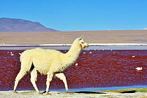 Llama (Lama glama) Laguna colorada. Altiplano, Bolivia.