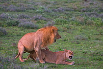 Lion (Panthera leo) pair about to mate, male penis visible, Tanzania.