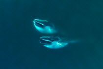Aerial view Fin whales (Balaenoptera physalus) lunge-feeding in the southern Sea of Cortez (Gulf of California), Baja California, Mexico.