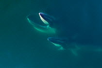 Aerial view Fin whales (Balaenoptera physalus) lunge-feeding with throat pouch distended, southern Sea of Cortez (Gulf of California), Baja California, Mexico.