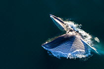 Aerial view of Fin whale (Balaenoptera physalus) lunge-feeding, with mouth open and throat pouch distended, southern Sea of Cortez (Gulf of California), Baja California, Mexico.