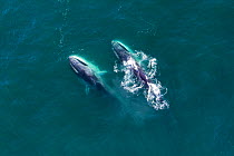 Aerial view Fin whales (Balaenoptera physalus) lunge-feeding in the southern Sea of Cortez (Gulf of California), Baja California, Mexico.