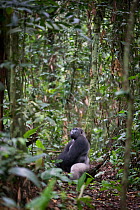 Western lowland gorilla (Gorilla gorilla gorilla) sitting, looking up in lowland forest, Odzala National Park, Republic of Congo. April.