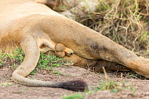 Lion (Panthera leo), male resting, showing penis and testicles, Kenya