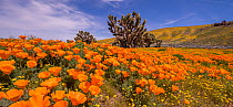 Yellow California goldfields (Lasthenia californica) and orange California Poppies (Eschscholzia californica), with a flowering Joshua tree (Yucca brevifolia). Antelope Butte, near the Antelope Valley...