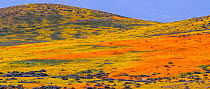 Yellow California goldfields (Lasthenia californica) and orange California Poppies (Eschscholzia californica) carpet the hillside. Antelope Butte, near the Antelope Valley California Poppy Reserve, Mo...