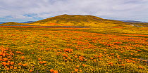 Yellow California goldfields (Lasthenia californica) and orange California Poppies (Eschscholzia californica) carpet the hillside. Antelope Butte, near the Antelope Valley California Poppy Reserve, Mo...