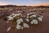 Night-blooming birdcage evening primrose (Oenothera deltoides) flowers, opened for moth polination at dawn. With Joshua Tree Wilderness and Joshua Tree National Park&#39;s Coxcomb Mountains in the bac...