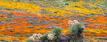 Yellow California goldfields (Lasthenia californica) and orange California poppies (Eschscholzia californica) carpet the hillside, with flowering Joshua Tree (Yucca brevifolia) in the forground. Antel...