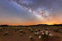 Night-blooming birdcage evening primrose (Oenothera deltoides) opened for moth polination, under the Milky Way. Mojave Desert, with Joshua Tree Wilderness and Joshua Tree National Park&#39;s Coxcomb M...