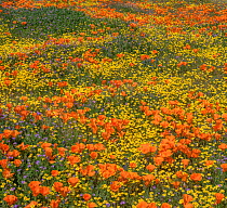 Yellow California goldfields (Lasthenia californica) and orange California poppies (Eschscholzia californica), with gilia intermixed. Antelope Butte, near the Antelope Valley California Poppy Reserve,...