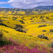 Foothills of the Temblor Range, carpeted with Coreopsis (yellow) and Purple Owl&#39;s Clover (Castilleja exserta) flowers. Carrizo Plain, California, USA. 30th March 2019.