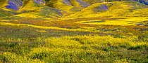 Steep valleys in the foothills of the Temblor Range, carpeted with Coreopsis (yellow) and Phacelia (purple) with patches of orange California poppy (Eschscholzia californica). Carrizo Plain, Californi...