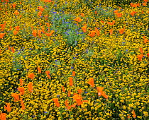Yellow California goldfields (Lasthenia californica) and orange California poppies (Eschscholzia californica), with lupins intermixed. Antelope Butte, near the Antelope Valley California Poppy Reserve...
