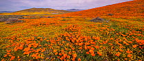 Carpet of yellow California goldfields (Lasthenia californica) punctuated by orange California poppies (Eschscholzia californica). Antelope Butte, near the Antelope Valley California Poppy Reserve, Mo...