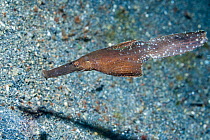 Robust Ghost pipefish (Solenostomus cyanopterus), female carrying eggs in pouch. Lembeh Strait, North Sulawesi, Indonesia.