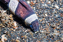 Banded or Harlequin snake eel (Myrichthys colombrinus). Lembeh Strait, North Sulawesi, Indonesia.