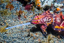 Pfeffer&#39;s flamboyant cuttlefish (Metasepia pfefferi) hunting, Lembeh Strait, North Sulawesi, Indonesia.