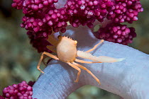 Crowned coral crab (Quadrella maculosa) on soft coral. Lembeh Strait, North Sulawesi, Indonesia.