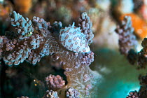 Margarita egg cowrie (Diminovula margarita) on soft coral. Lembeh Strait, North Sulawesi, Indonesia.