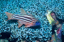 Blue-eyed cardinalfish (Apogon compressus). Lembeh Strait, North Sulawesi, Indonesia.