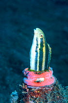 Striped poison fang blenny (Meiacanthus grammistes) in a bottle. Lembeh Strait, North Sulawesi, Indonesia.