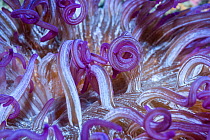 Corkscrew or Long tentacle anemone (Macrodactyla doreensis). Lembeh Strait, North Sulawesi, Indonesia.