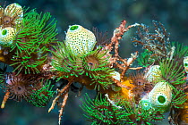 Colonial anemones (Amphianthus nitidus) with Green urn sea squirts (Didemnum molle) (Atriolum robustum). Lembeh Strait, North Sulawesi, Indonesia.